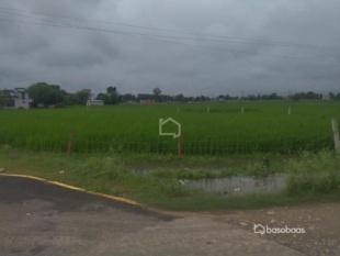 धनगढी गेटामा २ कठ्ठा आवसिय जग्गा सस्तो बिक्रिमा : Land for Sale in Dhangadhi, Kailali-image-5