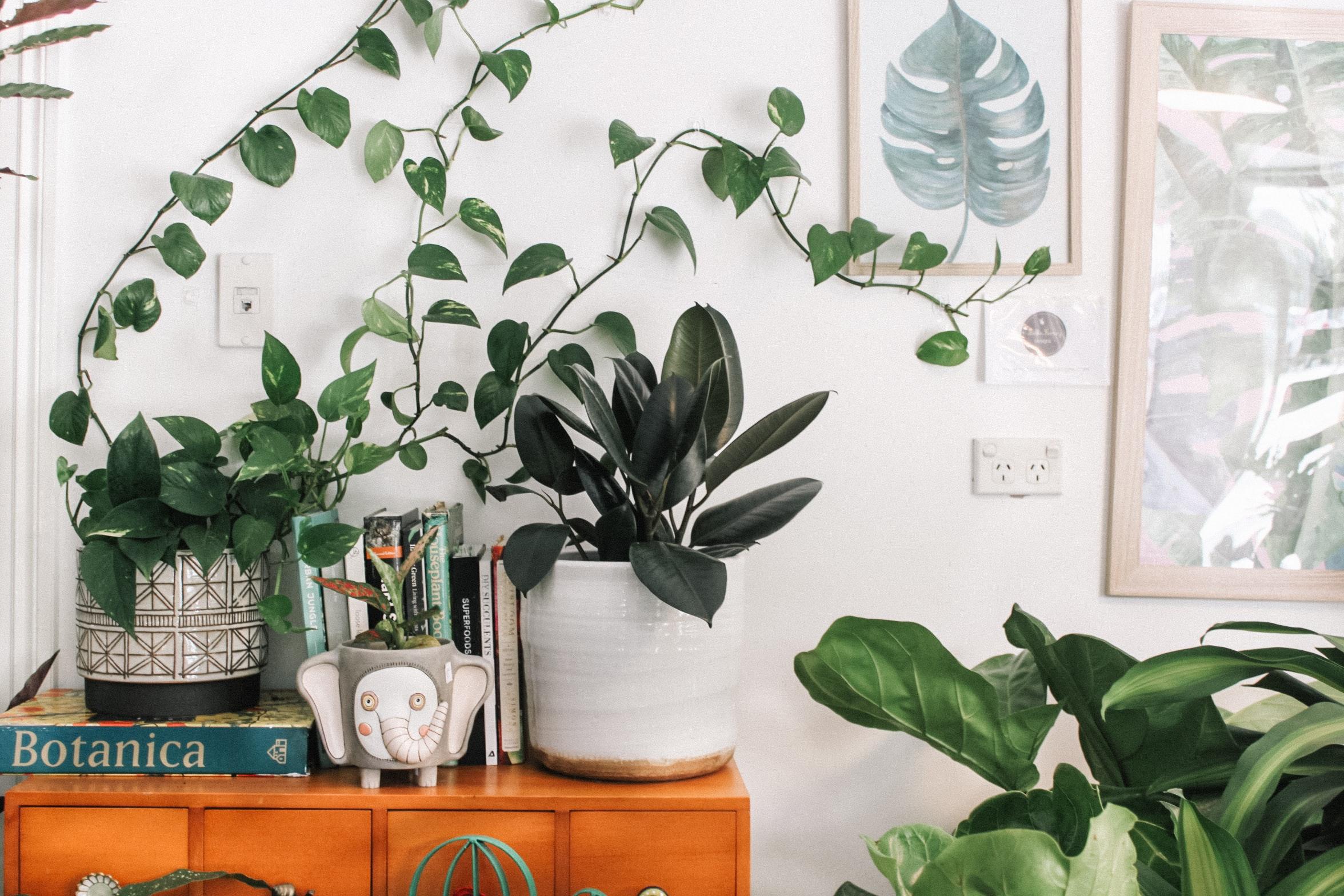 Which Plants According To Vastu Are Good For Your Home?