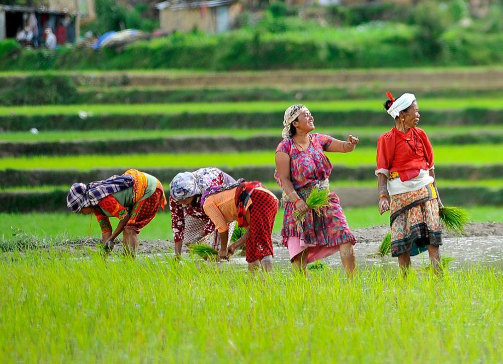 नेपालको कृषि परनिर्भरतामा ‘राष्ट्रिय धान दिवस’  कति सार्थक ?