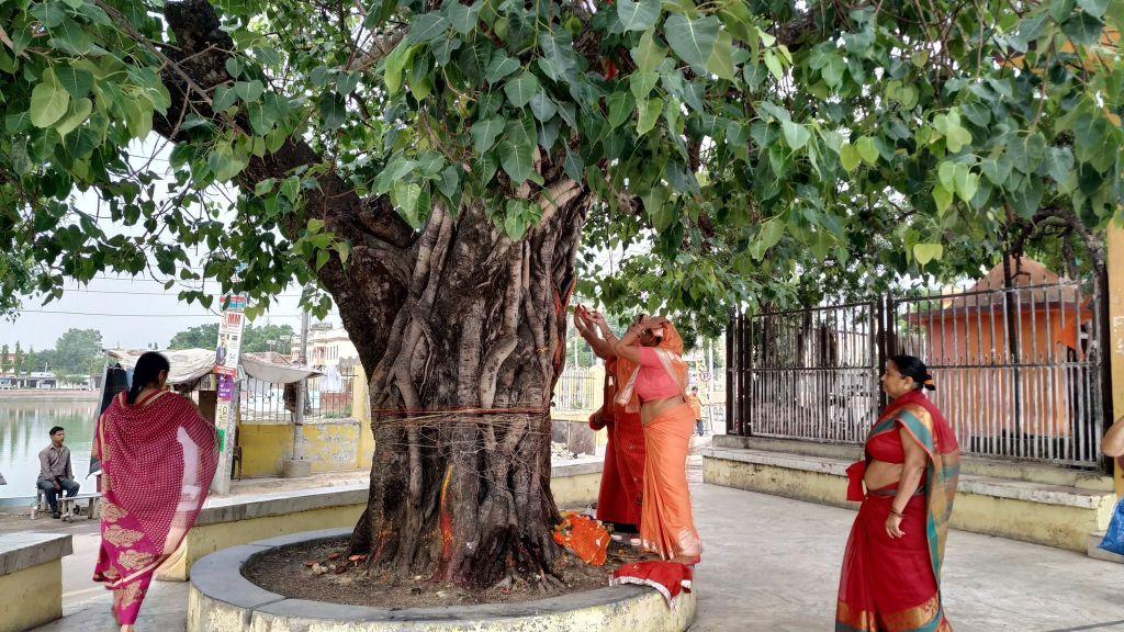 पीपल पूजा किन गरिन्छ ! यस्ता छन् धार्मिक मान्यता