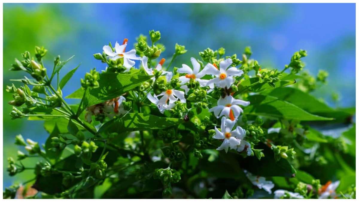 घरआँगनमा लगाउँदा शुभ मानिने बिरुवा पारिजातका रहस्य