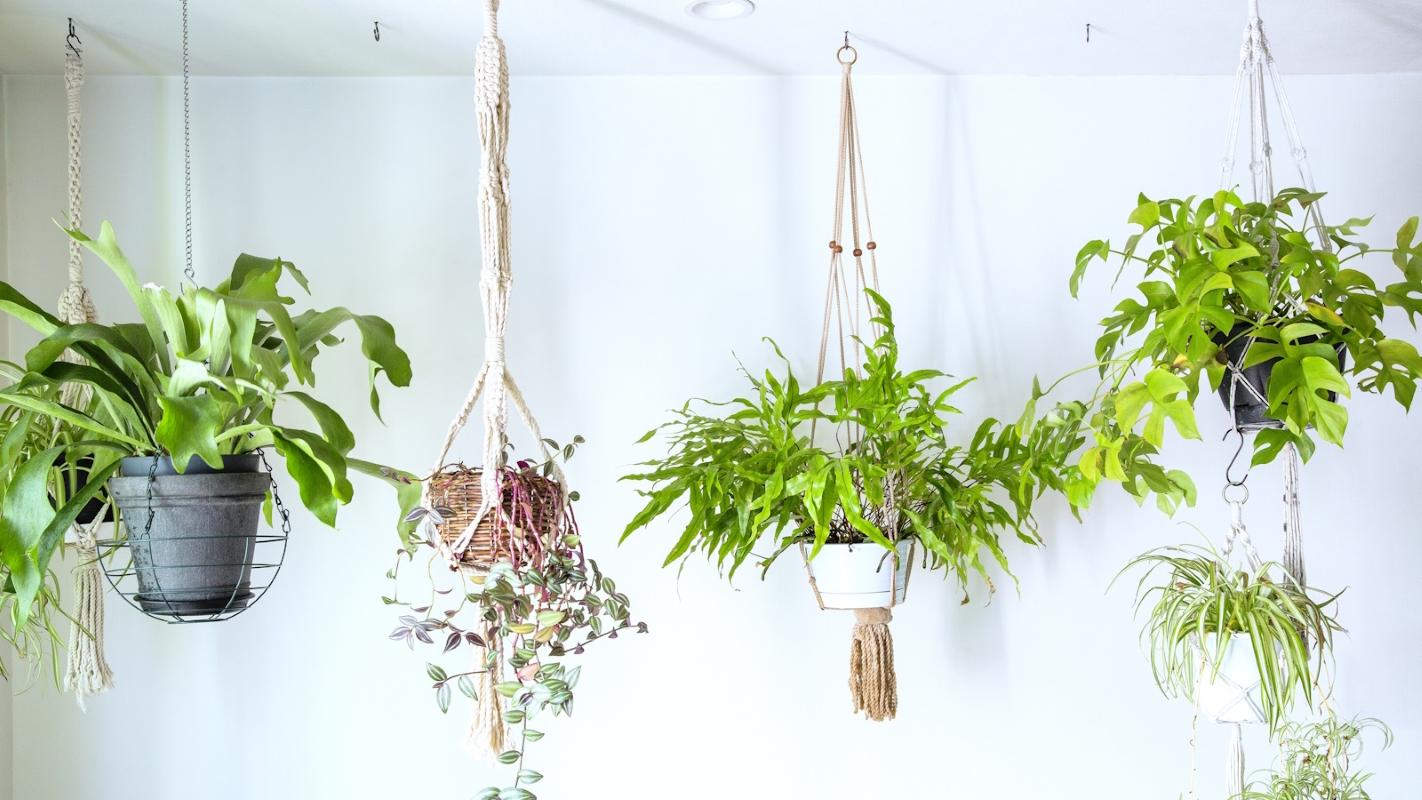 Top 10 Indoor Plants to Beautify Your Home