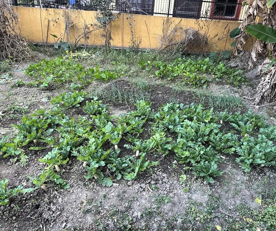 Photo of Land on Sale