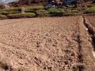 land on sell : Land for Sale in Lele, Lalitpur-image-3