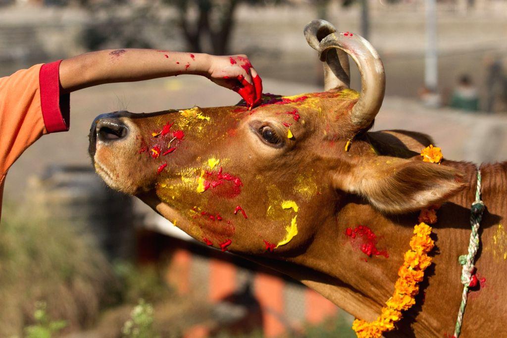 नेवारी समुदायको अनौठो पर्व म्हः पुजा र गोवर्धन पुजा