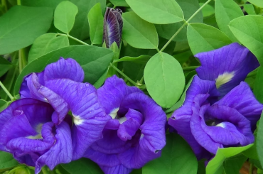 aparajita