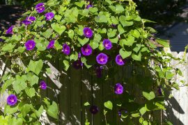 morning glory