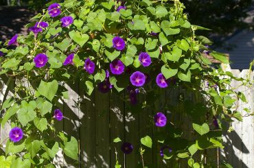 morning glory