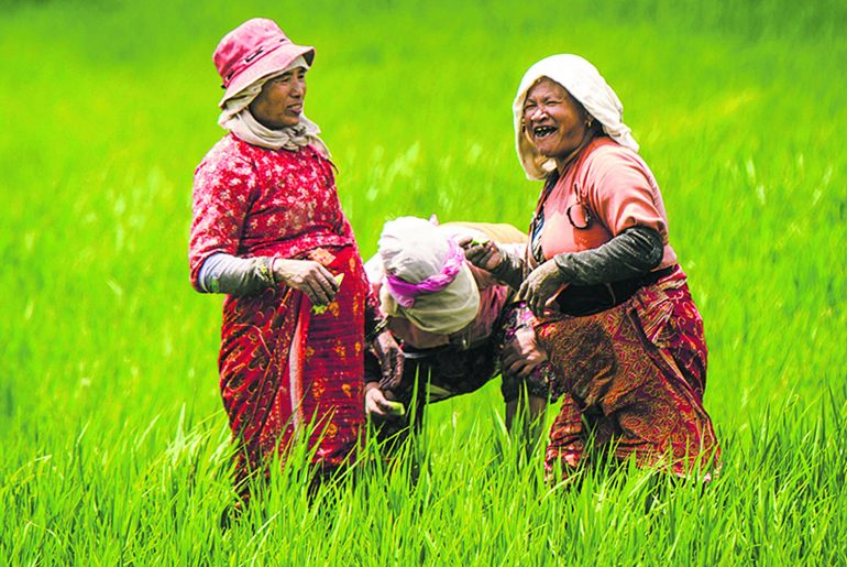 agriculture nepal