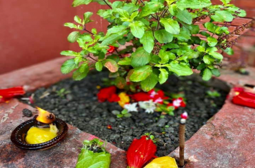 tulsi
