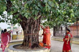 peepal tree