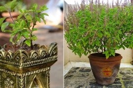 Tulsi plant