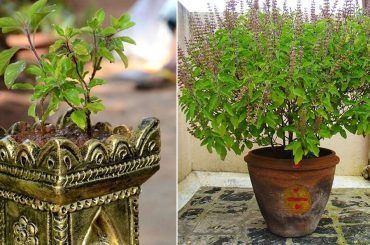 Tulsi plant