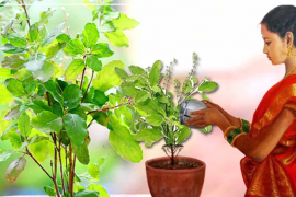 tulsi puja