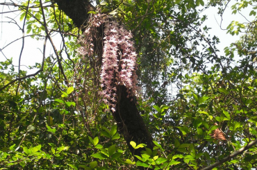 नयाँ वर्षको दिन मात्रै फुल्ने फूलको रहस्यमय कथा