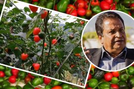 सीजी अब कृषिमा पनि, व्यवसायिक खुर्सानी खेती सुरु