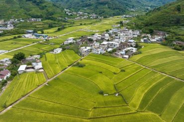 Settlement in paddy land