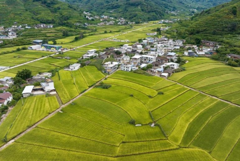 Settlement in paddy land