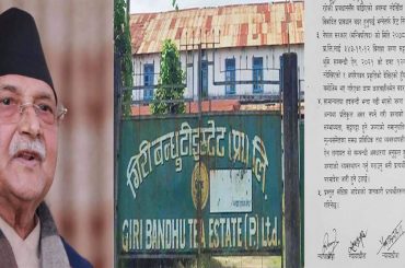 GIRIBANDHU TEA ESTATE PVT LTD