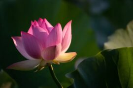 lotus