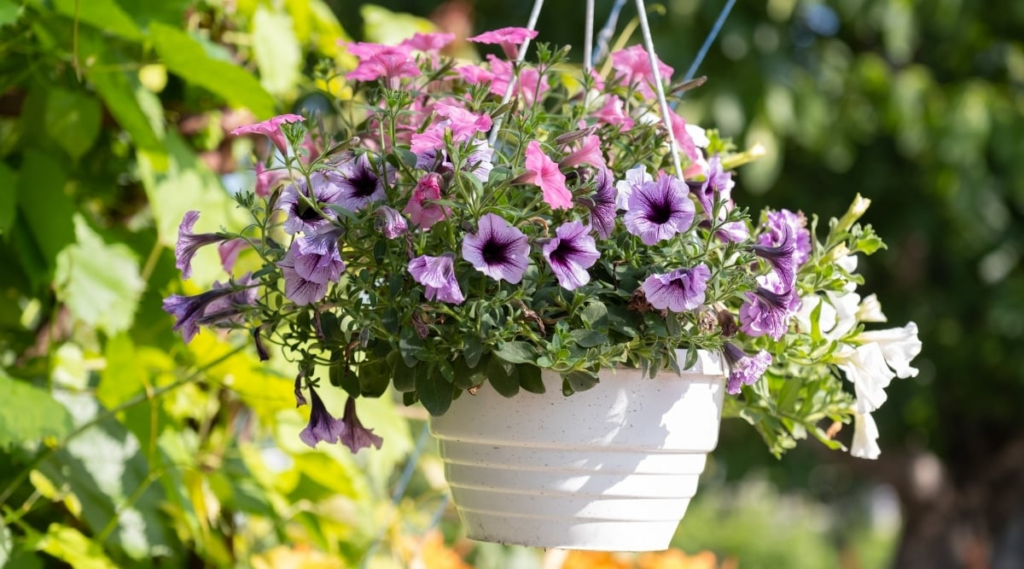 Petunia
