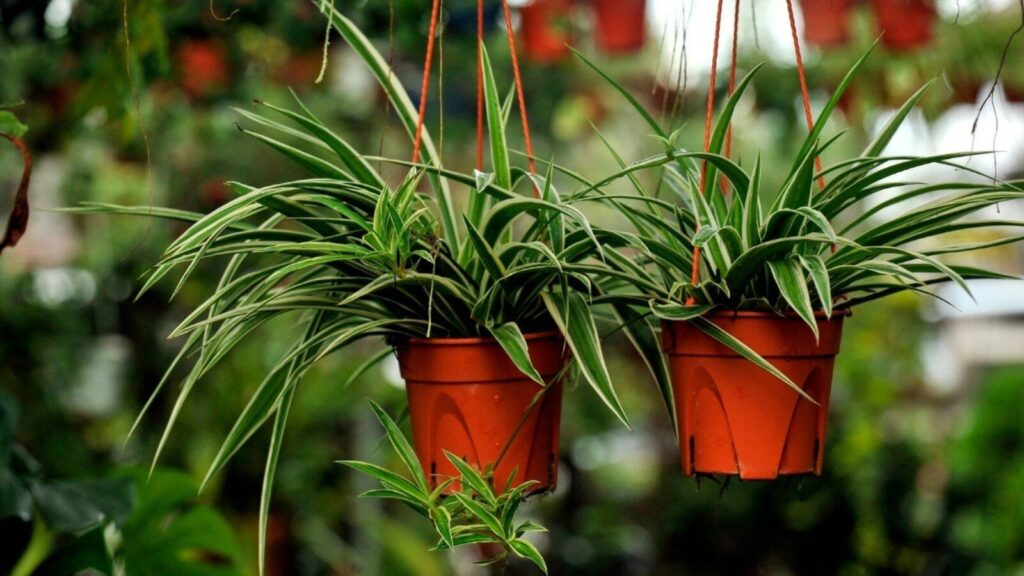 Spider Plants
