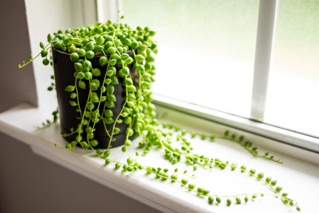 String-of-pearls