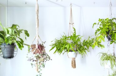 Top 10 Indoor Plants to Beautify Your Home hanging-plants