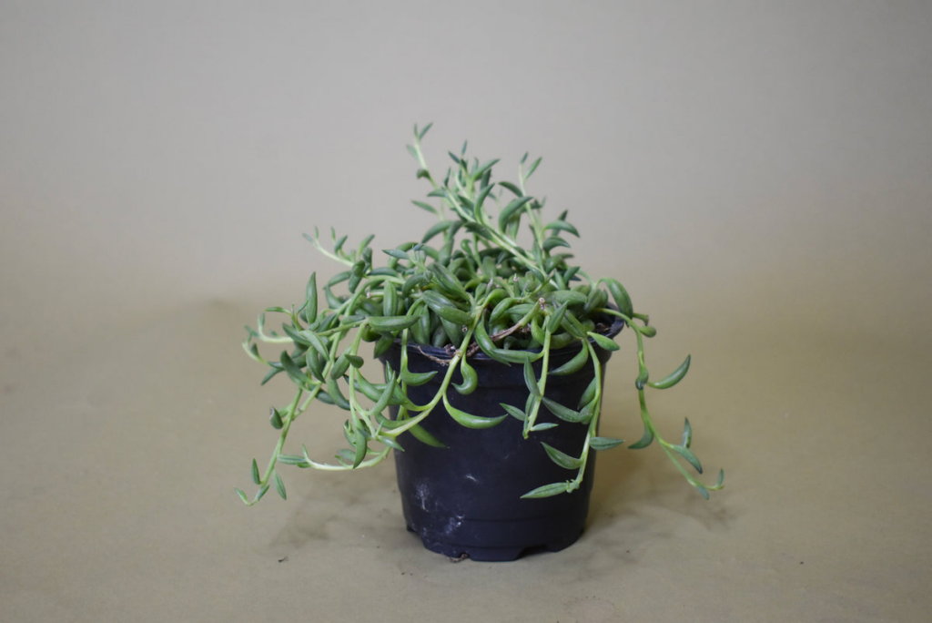 string of Bananas