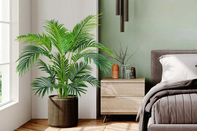 Areca palm in bedroom