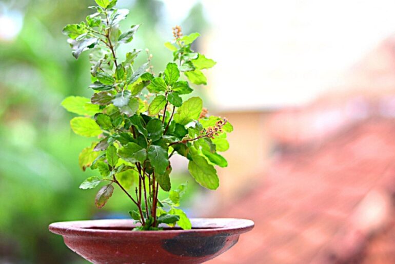 Tulsi plant