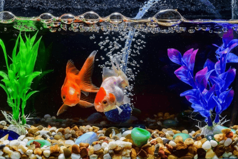 Fish-aquarium